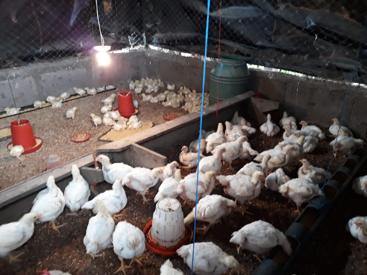POLLOS